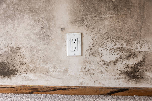 Best Black Mold Removal  in Mcfarland, CA