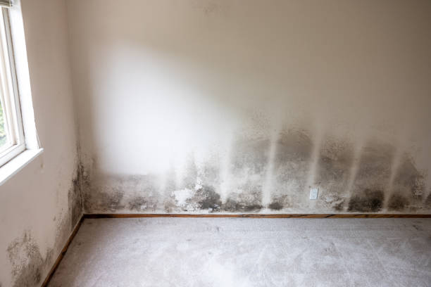 Best Mold Documentation for Insurance Claims  in Mcfarland, CA