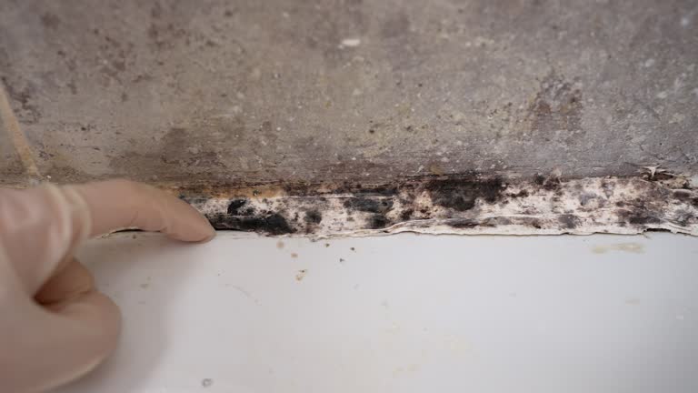 Best Mold Documentation for Insurance Claims  in Mcfarland, CA